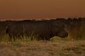 040 Chobe NP, nijlpaard